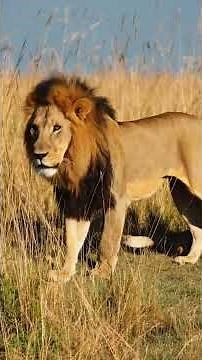 Accouplement des lions