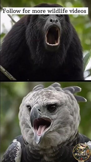 Nature's Ultimate Showdown: Howler Monkey vs. Harpy Eagle 🥊 Who Wins?