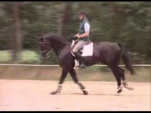 FN-Lehrfilm DVD Teil 6/1: Springreiten für Fortgeschrittene/ Show Jumping for Advanced Riders