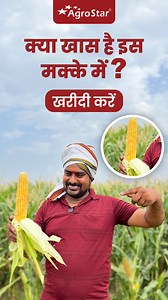 2.7K views · 37 reactions | हमारा नाम हमारी पर्सनेलिटी को शोभा देती है, "एग्रोस्टार 1223 मक्का" ⬆️ #agrostar #farming #indianfarmer #helpingfarmerswin #seeds #agrostarkilaldukaan #agriculture #kheti #agriculturelife #khetibadi #kisan #farmer #indianfarmer #shetkari #maize #corn | AgroStar | Facebook