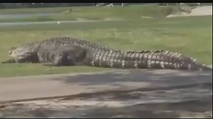 138K views · 970 reactions | MONSTER GATOR: New video is circulating of a huge alligator spotted on a Florida golf course. Staff at the Buffalo Creek Golf Course in Palmetto say the big guy roams the course all the time. Some have estimated it to be at least 15 feet long. | Gulf Coast News | Facebook