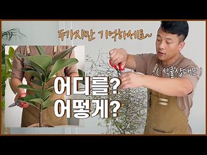 식물 가지치기 , 이 영상만 보시면 됩니다