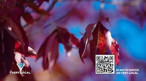 15 reactions | North Carolina is one of the best places to see fall colors. Check out our #Fall Color Guide on Very Local to get detailed maps and hiking trails for peak viewing and insider tips from a local expert. Don't miss out on the stunning fall colors in North Carolina - download the Very Local app today to plan your perfect autumn #adventure! https://verylocal.onelink.me/LjTu/wxiiarticle | WXII 12 NEWS | Facebook