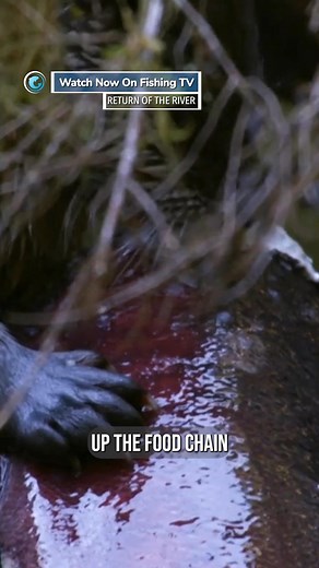 Why salmon are so important… Did you know this? - ‘Return of the River’ on FishingTV Click the link to watch now! https://www.fishingtv.com/video/return-of-the-river/ Return of the River follows the unprecedented efforts of a community to pull off the largest dam removal and river restoration project ever. The Elwha River once flowed hundreds of miles uninterrupted through the Olympic Peninsula of Washington State. After being dammed 100 years ago to facilitate the industry of the settlers, the