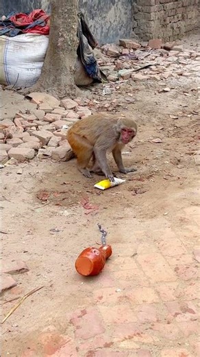 The monkey is pulling a string, and a toy snake is coming out of the clay