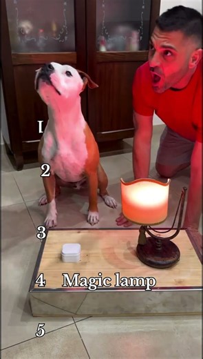 funny dogs moments #goldenretriever #dog #funny
