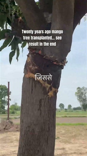 Twenty years ago mango tree transplanted… see results in the end