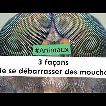 3 façons de se débarrasser des mouches