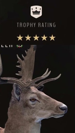 This Fallow Deer Was a 5 Star #wayofthehunter #hunting #trophy