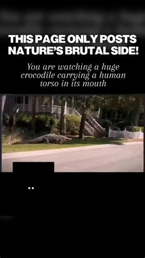 Nature’s Brutal. on Instagram: "In September 2023, a video recorded near a residential canal in Florida began circulating online. The footage showed a large alligator moving through the water while carrying what initially appeared to be a tree branch. As the camera moved closer, it became clear that the object was human remains. Law enforcement was notified, and an investigation followed. Authorities later confirmed that the remains belonged to Sabrina Peckham, a 41 year old woman who had been l