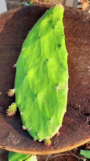 Master the Art of Fruit Cutting Techniques