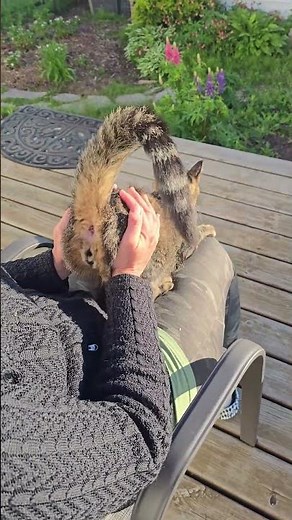 How To Check Your Cats For Worms #catlover #pets