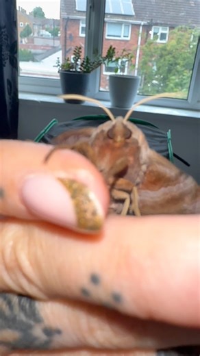 Do you see the eyes 👀 pattern on his wings! This is an Eyed Hawk Moth and what a beauty too | Jumping spider & Moth life