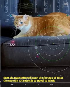 6.7K views · 109 reactions | Meet Taters the cat, the laser-dot-chasing star of a video that NASA has transmitted 31 million kilometres through space. | New Scientist | Facebook