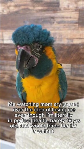 Oh Jinxi 💙💛🩵 #parrot #birds #macaw
