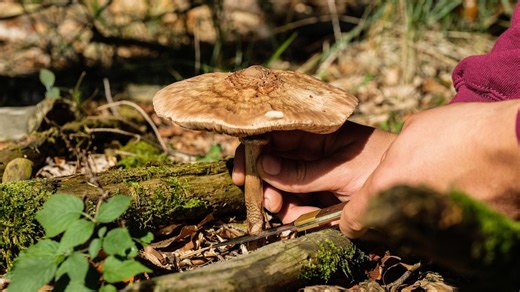 alpha-doku: Ab in die Pilze · Suchen, sammeln, selbst anbauen