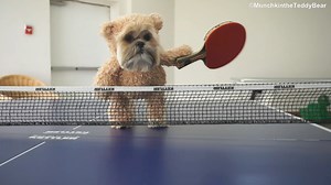17K views · 390 reactions | When I tried to qualify for the #Olympics #Paris2024   | Munchkin the Teddy Bear | Facebook