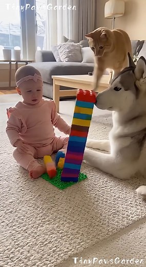 Cat’s Big Mistake!” 😅🐱🧱💥🐶 🎬 100 % AI-generated video. Original story and animation created with artificial intelligence tools for family entertainment. All characters and situations are fictional and digitally created. Designed to make people smile and enjoy creative storytelling. 🚫 Reuploads or copies are not allowed. #AIvideo #AIfunny #AIfamily #AIanimals #DigitalArt #AIcreativity #ArtificialIntelligence #CuteAI #FunnyPets #RealisticAI #HistoriaIA #AnimacionIA #ContenidoIA #CineDigital 