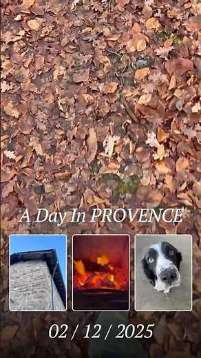 First day back in the beautiful Corrèze countryside! 🌿🐾 #shorts