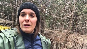 Le noisetier à long bec (Corylus cornuta), un arbuste indigène de nos forêts, produit des noisettes à la fin de l'été mais aussi des fleurs mâles (chatons) comestibles très tôt au printemps! 🌿 Pour en savoir plus sur les plantes sauvages comestibles et médicinales : latelierdecueillette.ca | L'atelier de cueillette