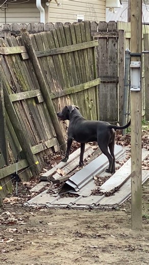 Learning the electric fence #dogs