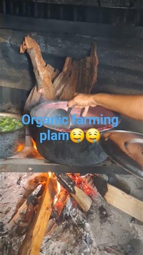 Farming garden pure#organicplam#🥰😍plamlover#plamprocess#makingjam#❣️