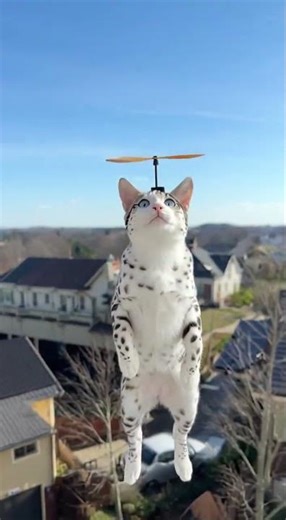 哆啦A夢的接班「貓」出現了！🚁✨ Real Life Doraemon Cat? #帕露公主 #孟加拉貓 #BengalCat