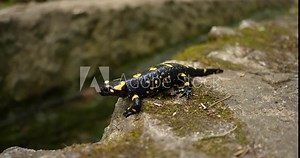 wildlife animals, poison, rare, wild salamander, animals, isolated, warning, wet, skin, toxic, natural, yellow, black, landscape, water, outdoor, species, fauna, animal, forest, salamander, salamandra