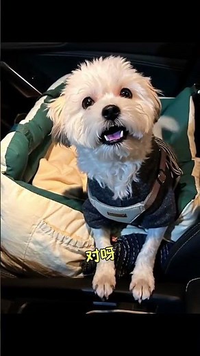 Unleash Your Creativity with AI's Constant Evolution: Join Douyin Partner & Pet Debut