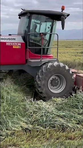 Swathing wheat 🌾 #silage