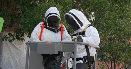 Beehive removed from Downtown City Park in Paso Robles 