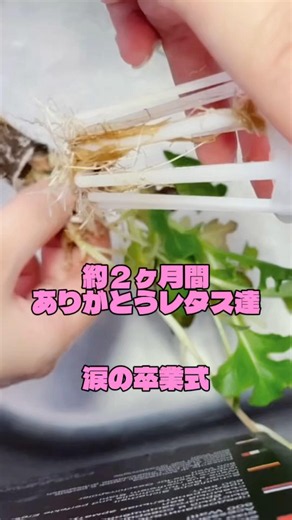長い間ありがとう【水耕栽培】【家庭菜園】【初心者】【ずぼら】【無農薬】【サンチュ】【ロメインレタス】【サニーレタス】