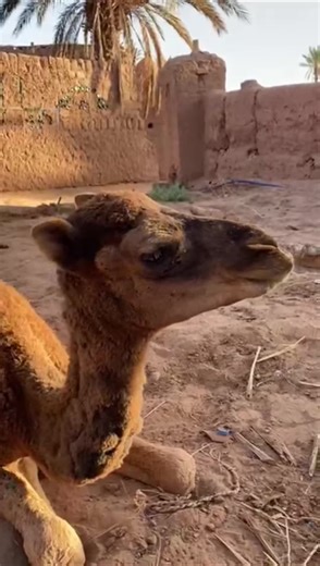 Aidez Maïra : Prothèse sur Mesure pour une Chamelle