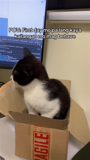 Super at Home: First Day Behaviors with Cats