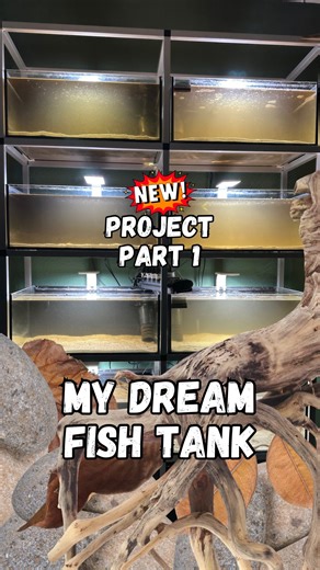 MY DREAM AQUARIUM 🐠 In this video, I’m showing you how I set up my river fish tank step by step. All you need: 🪨 River stones and sand 🪵 Bark and mangrove wood 🍂 Clay caves 🍂 Jackfruit and cacao leaves I’m spending more and more time setting up my aquariums these days because it’s just so much fun, and I always look forward to watching the fish in their natural-looking environment. 😊 What do you think, which species will move into this aquarium? 🐠 _______ 🇩🇪 In diesem Video zeige ich eu