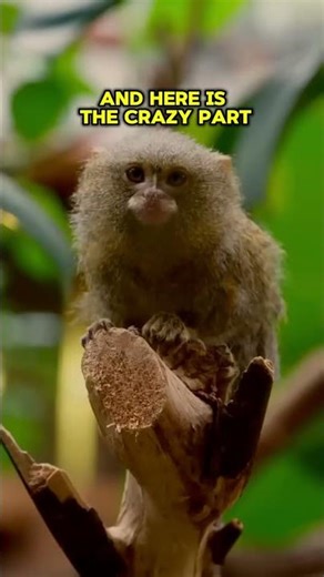 This Is the Smallest Monkey on Earth 🐒