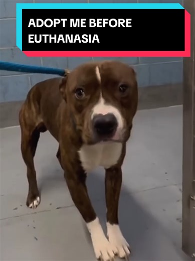 Urgent Adoption Needed for Chicago Pitbull Puppy