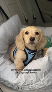 We get asked all the time if Archie is a mini golden but he is a cream long haired dachshund! • #minidox #longhaireddachshund #dachshundpuppy #minidachshund #dachshundsofinstagram | The Mini Dox Archie