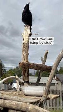 Crow call tutorial - #crows #birdcalls #tutorial #howto #birdsounds #birdwatching