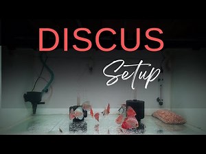 Dream DISCUS Fish Setup REVEALED!