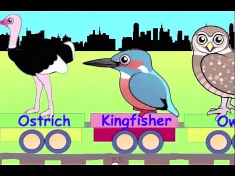 Learn Bird Train - learning for kids