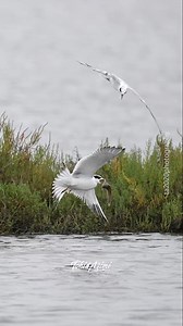 Least tern looses a comparatively big fish due to attack from above. #wildlife #birdsofparadise #terns #leastterns #bordsoffacebook | Tohid Azimi