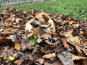 7.1K views · 511 reactions | Autumn Coconut Spice (Coconut's first taste of autumn) Be sure to watch her discover leaf pile diving! | Jack's World | Facebook