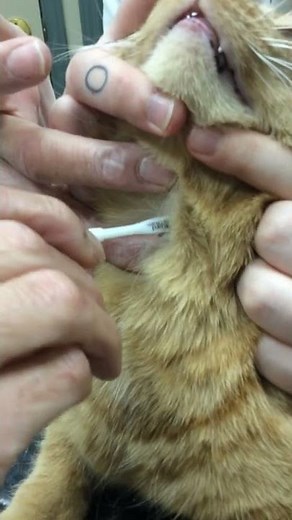 DEER TICK safe removal from a cat at HIGHBURY NORTH PET HOSPITAL