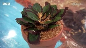 69K views · 500 reactions | MasterChef contestant Ping takes creativity to the next level, creating a mint and chocolate tiramisu in the shape of a plant pot! 華朗#MasterChef #MasterChefUK | MasterChef UK | Facebook