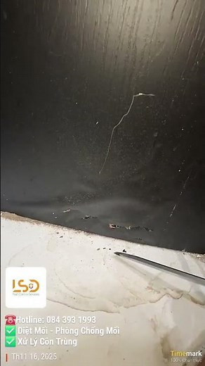 Quy trình diệt mối tận gốc tại LSD | Dịch vụ diệt mối chuyên nghiệp, bảo hành dài hạn