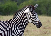Runaway zebra causes traffic chaos on motorway - Horse & Hound