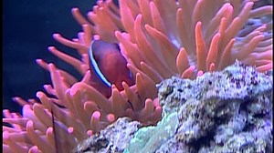 Baby Neptune 2009 DVD