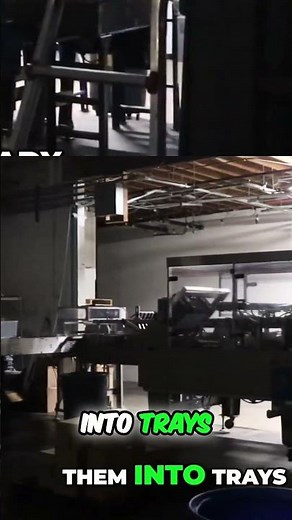 Canning Process: From Cartons to Trays, See How Beer is Made!