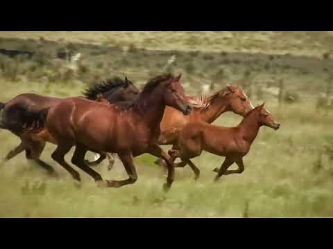 Running horses | Beautiful Wild Horses